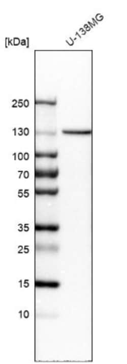 Cadherin-13 Antibody, Novus Biologicals 0.1mL; Unlabeled:Antibodies, Polyclonal