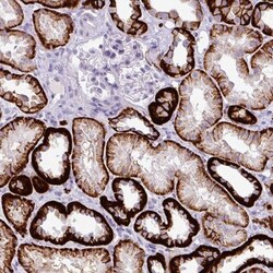 Cadherin-16 Antibody, Novus Biologicals 0.1mL; Unlabeled:Antibodies, Polyclonal