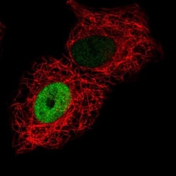 Cadherin-17 Antibody, Novus Biologicals 0.1mL; Unlabeled:Antibodies, Polyclonal