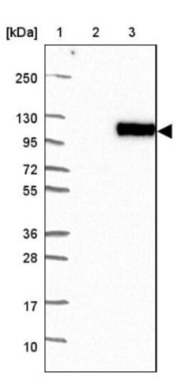 Cadherin-17 Antibody, Novus Biologicals:Antibodies:Primary Antibodies