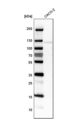 Cadherin-17 Antibody, Novus Biologicals 0.1mL; Unlabeled:Antibodies, Polyclonal