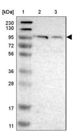 Cadherin-26 Antibody, Novus Biologicals 0.1mL; Unlabeled:Antibodies, Polyclonal