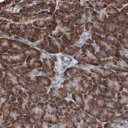 Cadherin-9 Antibody, Novus Biologicals 0.1mL; Unlabeled:Antibodies, Polyclonal