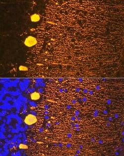 Calbindin D-28K Rabbit anti-Mouse, Rat, Clone: 1K2K2, Novus Biologicals:Antibodies:Primary