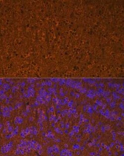 Calmodulin Rabbit anti-Human, Mouse, Rat, Clone: 10W3Y7, Novus Biologicals:Antibodies:Primary