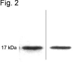 Calmodulin Antibody (2D1) - BSA Free, Novus Biologicals 200 &mu;L; Unconj&mu;gated:Antibodies,