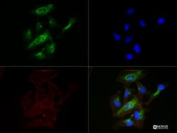 Calnexin Antibody (1C2.2D11) - BSA Free, Novus Biologicals:Antibodies:Primary