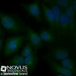 Calnexin Antibody (1C2.2D11) - BSA Free, Novus Biologicals:Antibodies:Primary
