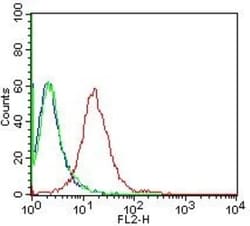 Calnexin Antibody (IE2.1C12) - BSA Free, Novus Biologicals:Antibodies:Primary