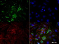 Calnexin Antibody (IE2.1C12) - BSA Free, Novus Biologicals:Antibodies:Primary