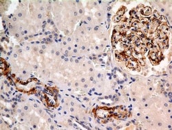 Calnexin Antibody (IE2.1C12) - BSA Free, Novus Biologicals:Antibodies:Primary