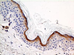 Calnexin Antibody (IE2.1C12) - BSA Free, Novus Biologicals:Antibodies:Primary