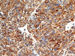Calnexin Antibody (IE2.1C12) - BSA Free, Novus Biologicals:Antibodies:Primary