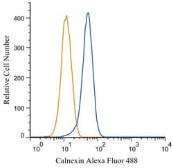 Calnexin Antibody - BSA Free, Novus Biologicals 0.025mL:Antibodies, Polyclonal