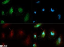 Calnexin Antibody - BSA Free, Novus Biologicals 0.025mL:Antibodies, Polyclonal