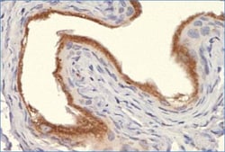 Calnexin Antibody - BSA Free, Novus Biologicals 0.025mL:Antibodies, Polyclonal