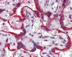 Calnexin Antibody, Novus Biologicals 0.025 mg; Unconjugated:Antibodies,
