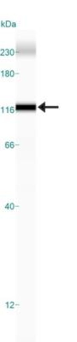 Calnexin Antibody - BSA Free, Novus Biologicals 0.025mL:Antibodies, Polyclonal