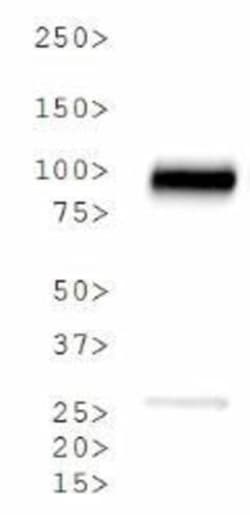 Calnexin Antibody - BSA Free, Novus Biologicals 0.025mL:Antibodies, Polyclonal