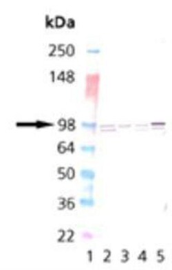 Calnexin Antibody, Novus Biologicals 0.025 mg; Unconjugated:Antibodies,