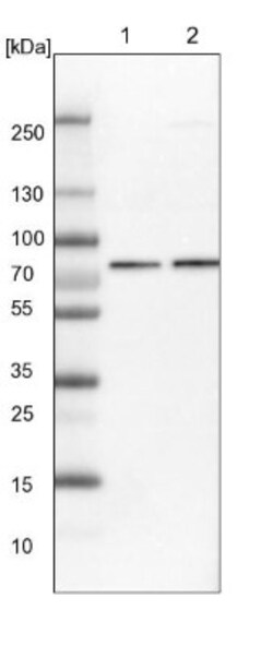 Calpain 2 Antibody, Novus Biologicals 0.1mL; Unlabeled:Antibodies, Polyclonal