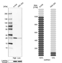 Calpain S1 Antibody, Novus Biologicals 25 &mu;L; Unlabeled:Antibodies,