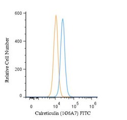Calreticulin Antibody (1G6A7) - BSA Free, Novus Biologicals:Antibodies:Primary