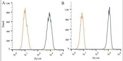 Calreticulin Antibody (1G6A7) - BSA Free, Novus Biologicals:Antibodies:Primary