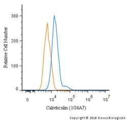 Calreticulin Antibody (1G6A7) - BSA Free, Novus Biologicals:Antibodies:Primary