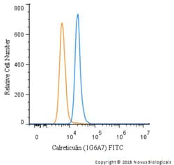 Calreticulin Antibody (1G6A7) - BSA Free, Novus Biologicals:Antibodies:Primary