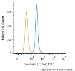 Calreticulin Antibody (1G6A7) - BSA Free, Novus Biologicals:Antibodies:Primary