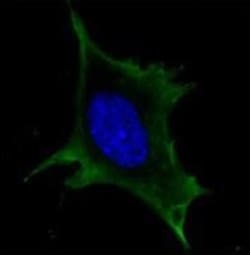 Calreticulin Antibody (1G6A7) - BSA Free, Novus Biologicals:Antibodies:Primary