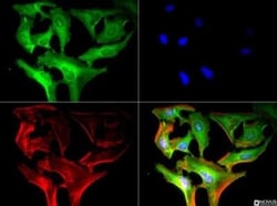 Calreticulin Antibody (1G6A7) - BSA Free, Novus Biologicals:Antibodies:Primary