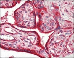 Calreticulin Antibody (1G6A7) - BSA Free, Novus Biologicals:Antibodies:Primary