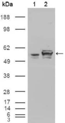 Calreticulin Antibody (1G6A7) - BSA Free, Novus Biologicals:Antibodies:Primary