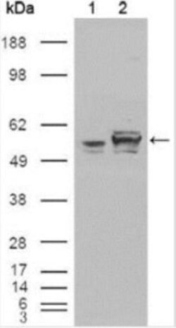 Calreticulin Antibody (1G6A7) - BSA Free, Novus Biologicals:Antibodies:Primary