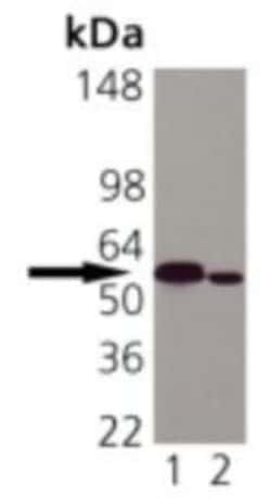 Calreticulin Antibody (FMC 75), Novus Biologicals 0.025mg; Unlabeled:Antibodies,