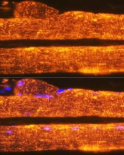 Calsequestrin 1 Rabbit anti-Human, Mouse, Rat, Clone: 5P6U2, Novus Biologicals 100 &mu;g | Buy Online | Novus Biologicals | Fisher Scientific