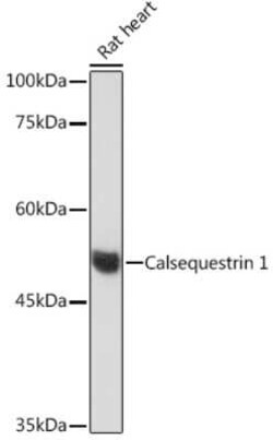 Calsequestrin 1 Rabbit anti-Human, Mouse, Rat, Clone: 5P6U2, Novus Biologicals 100 &mu;g | Buy Online | Novus Biologicals | Fisher Scientific