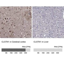 Calsyntenin-1 Rabbit anti-Human, Polyclonal, Novus Biologicals:Antibodies:Primary