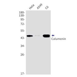 Calumenin Rabbit anti-Human, Mouse, Rat, Clone: S05-1E7, Novus Biologicals