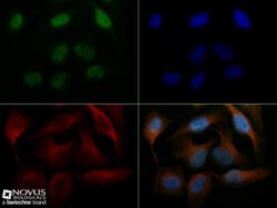 Capicua Antibody - BSA Free, Novus Biologicals:Antibodies:Primary Antibodies