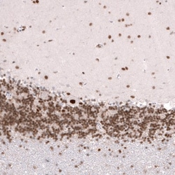 Capicua Antibody, Novus Biologicals 0.1mL; Unlabeled:Antibodies, Polyclonal