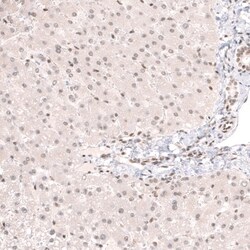 Capicua Antibody, Novus Biologicals 0.1mL; Unlabeled:Antibodies, Polyclonal