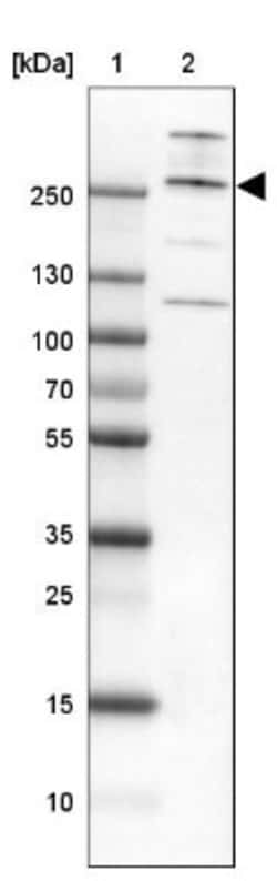 Capicua Antibody, Novus Biologicals 0.1mL; Unlabeled:Antibodies, Polyclonal