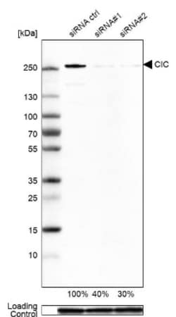 Capicua Antibody, Novus Biologicals 0.1mL; Unlabeled:Antibodies, Polyclonal