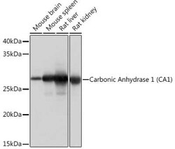 Carbonic Anhydrase I/CA1 Rabbit anti-Mouse, Rat, Clone: 0G10F8, Novus Biologicals 100 &mu;g | Buy Online | Bio-Techne | Fisher Scientific