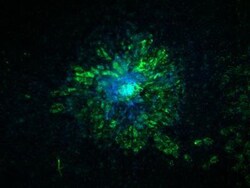 Carbonic Anhydrase IX/CA9 Antibody (2D3) - BSA Free, Novus Biologicals:Antibodies:Primary