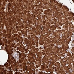 Carboxypeptidase A1/CPA1 Antibody, Novus Biologicals 0.1mL; Unlabeled:Antibodies,
