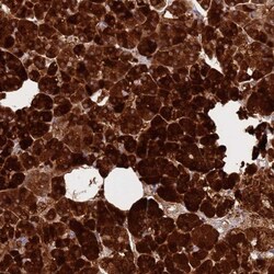 Carboxypeptidase B1/CPB1 Antibody, Novus Biologicals 0.1mL; Unlabeled:Antibodies,